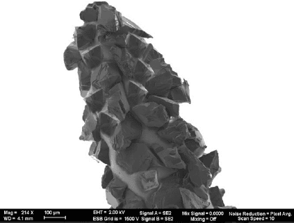 Microscopía electrónica de fresa Thalys